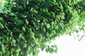 Ivy covered trunk of a tree Royalty Free Stock Photo