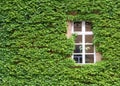 Ivy covered wall Royalty Free Stock Photo