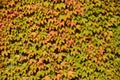 Ivy covered wall Royalty Free Stock Photo