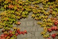 Ivy covered wall Royalty Free Stock Photo