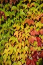 Ivy covered wall Royalty Free Stock Photo