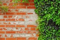 Ivy covered wall