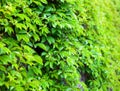 Ivy-covered wall Royalty Free Stock Photo