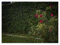 Ivy covered wall with rose bush in a green, lush, downtown city park.