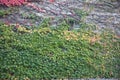 Ivy Covered Wall with Window Royalty Free Stock Photo