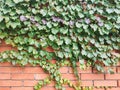 Ivy creeper plant on red brick wall Royalty Free Stock Photo