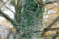 Ivy / creeping shrubs clinging to their adventitious roots of the walls Royalty Free Stock Photo