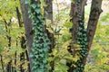 Ivy / creeping shrubs clinging to their adventitious roots of the walls Royalty Free Stock Photo