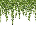 Ivy curtain, green creeper vines isolated on white background. Vector illustration in flat cartoon style