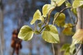 Ivy Dentata variegata