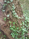 Ivy entwine around an old tree