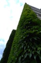 Ivy on the facade of the building Royalty Free Stock Photo