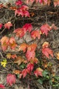 Ivy in fall colors climbing a wall Royalty Free Stock Photo
