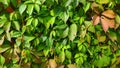 Ivy on the fence. Wild vine ivy. beautiful wall of wild green grape leaves,. Texture of wild grapes.Bright leaves of a Royalty Free Stock Photo