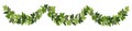 Ivy festoon, green creeper decorative border isolated on white background. Vector illustration in flat cartoon style