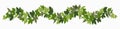 Ivy festoon, green creeper decorative border isolated on white background. Vector illustration in flat cartoon style