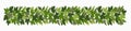 Ivy festoon, green creeper decorative border isolated on white background. Vector illustration in flat cartoon style Royalty Free Stock Photo