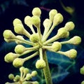 Ivy flower bud. Royalty Free Stock Photo