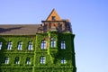 Ivy flower covers building over the blue sky Royalty Free Stock Photo