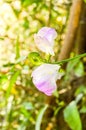 Ivy flower in nature garden