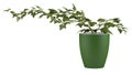 Ivy in a flowerpot Royalty Free Stock Photo