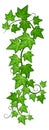 Ivy foliage on climbing vine. Green creeper branch