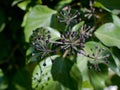 Ivy fruits and leaves in winter Royalty Free Stock Photo