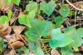 Ivy Garden Detail Plant Isolated Abandoned Abstract Royalty Free Stock Photo