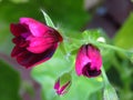 Ivy Geraniums Pelargonium Peltatum `Contessa Purple` buds.