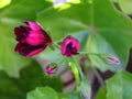 Ivy Geraniums Pelargonium Peltatum `Contessa Purple` buds.