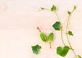 The ivy gourd, also known as baby watermelon, little gourd, gent Royalty Free Stock Photo