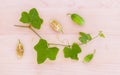 The ivy gourd, also known as baby watermelon, little gourd, gent Royalty Free Stock Photo