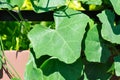 Ivy gourd , Coccinia grandis or CUCURBITACEAE Royalty Free Stock Photo