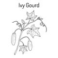 Ivy gourd Coccinia grandis , or Kowai, medicinal plant. Royalty Free Stock Photo