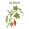 Ivy gourd Coccinia grandis , or Kowai, medicinal plant. Royalty Free Stock Photo