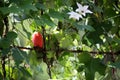 Ivy gourd (Coccinia grandis) vine with ripe and unripe fruits : (pix Sanjiv Shukla) Royalty Free Stock Photo