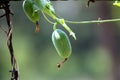 Ivy gourd (Coccinia grandis) vine with ripe and unripe fruits : (pix Sanjiv Shukla) Royalty Free Stock Photo