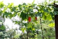 Ivy gourd (Coccinia grandis) vine with ripe and unripe fruits : (pix Sanjiv Shukla) Royalty Free Stock Photo