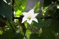 Ivy gourd (Coccinia grandis) vine with white flower : (pix Sanjiv Shukla) Royalty Free Stock Photo