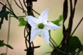 Ivy gourd (Coccinia grandis) vine with white flower : (pix Sanjiv Shukla) Royalty Free Stock Photo