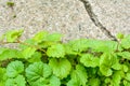 Ivy Gourd on cracked gray concrete wall as background with copy space for text Royalty Free Stock Photo