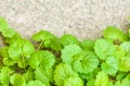 Ivy Gourd on cracked gray concrete wall as background with copy space for text Royalty Free Stock Photo