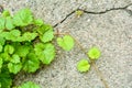 Ivy Gourd on cracked gray concrete wall as background with copy space for text Royalty Free Stock Photo