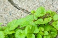 Ivy Gourd on cracked gray concrete wall as background with copy space for text Royalty Free Stock Photo