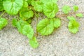 Ivy Gourd on cracked gray concrete wall as background with copy space for text Royalty Free Stock Photo