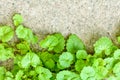 Ivy Gourd on cracked gray concrete wall as background with copy space for text Royalty Free Stock Photo