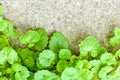 Ivy Gourd on cracked gray concrete wall as background with copy space for text Royalty Free Stock Photo