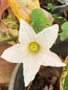 Ivy gourd flower