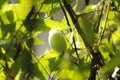 Ivy gourd green blurred background