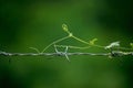 Ivy Gourd are growing along the barbed wire. Royalty Free Stock Photo